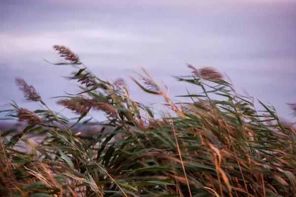 Beau Paysage Avec Roseaux Dans Herbe — Photo