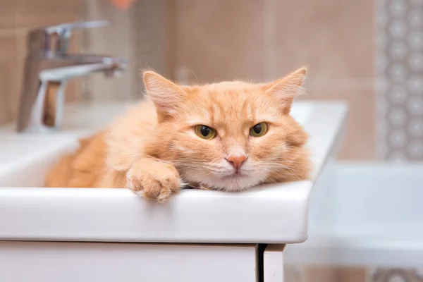 Kızıl kedi banyodaki lavaboda yatıyor. 