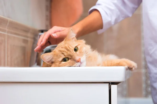Kızıl kedi banyodaki lavaboda yatıyor ve bir el tarafından okşanıyor.