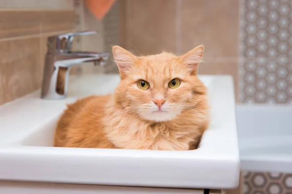 Kızıl kedi banyodaki lavaboda yatıyor. 