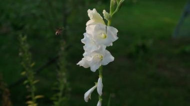 Sphingidae, atmaca güveleri olarak da bilinen güveler (Lepidoptera) familyasından bir güve familyasıdır.