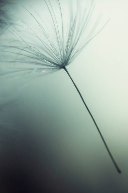 Güzel karahindiba tohumları, yaklaşın, hafifçe esiyor.. 