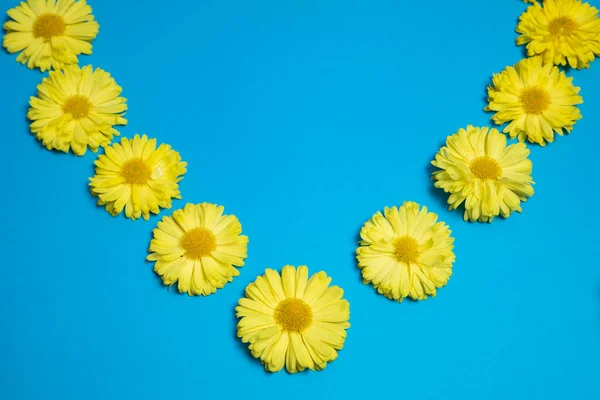 Flores Amarelas Fundo Azul Decoração Fresca Moda — Fotografia de Stock