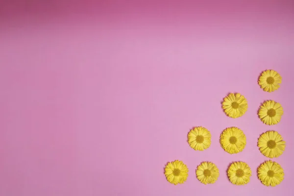 Flores Amarelas Fundo Rosa Decoração Fresca Moda — Fotografia de Stock
