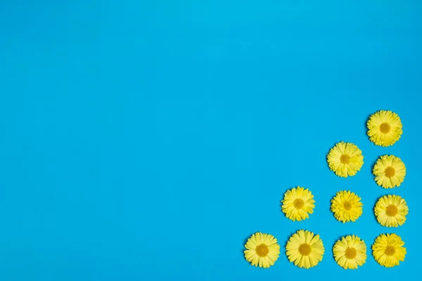 Flores Amarelas Fundo Azul Decoração Fresca Moda — Fotografia de Stock