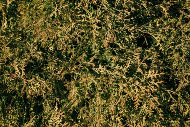 Doğal yeşil doku. Evergreen bitkileri.