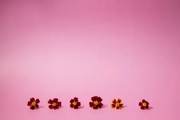 Linha Feita Flores Alaranjadas Vermelhas Fundo Rosa — Fotografia de Stock