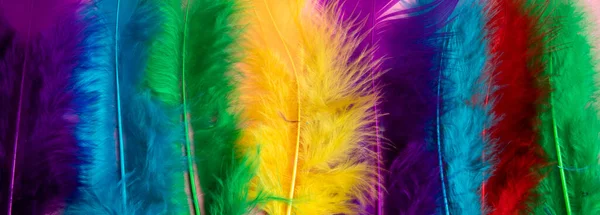 色彩斑斓的羽毛质感背景五彩缤纷的概念 免版税图库照片