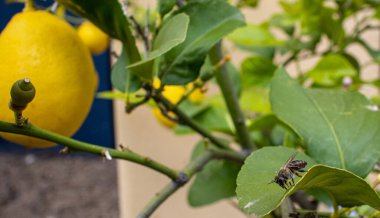 Olgun sarı meyveler ağaçta