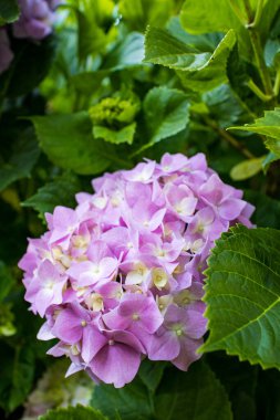 Açık pembe ortanca çiçekleri bahçeyi dolduruyor..