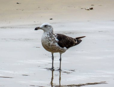 Kıyıdaki yerel martı..