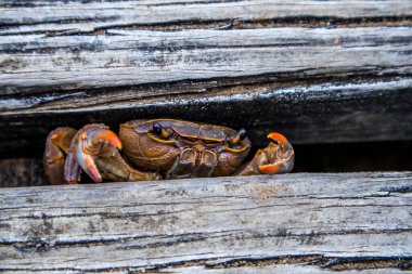 Saklanacak yer arayan sevimli bir yengeç..
