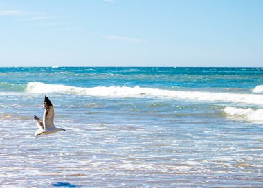 Güzel mavi okyanus, martıların beslenme alanı..