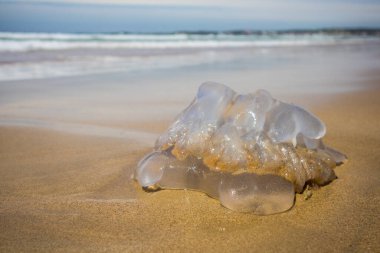Mavi şişede bir yumruk var