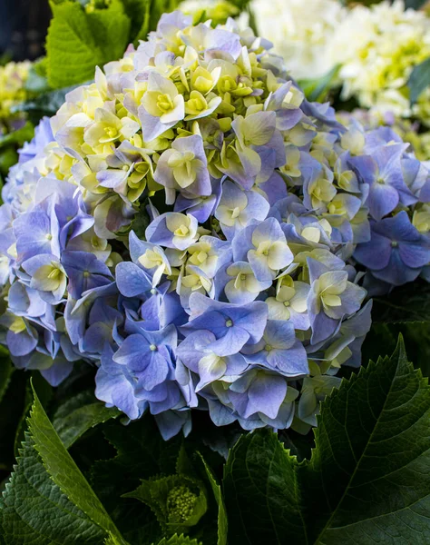 Sárga Kék Hydrangea Virágok — Stock Fotó