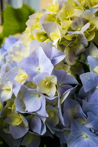 Ljusblå Och Gula Blommor — Stockfoto