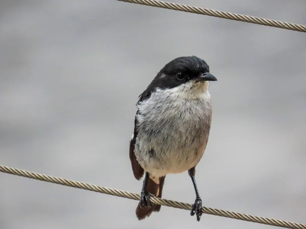 Black White Bird Resting Fence — Stok fotoğraf