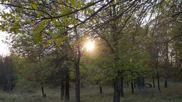 Sunset Park — Stock Photo, Image