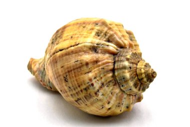 Dalgaların sesini duyabileceğin bir deniz kabuğu.