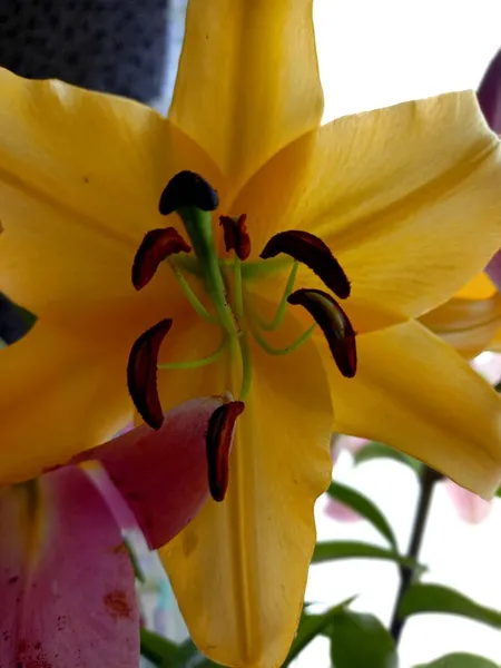 Hermosas Fragantes Flores Lirio — Foto de Stock