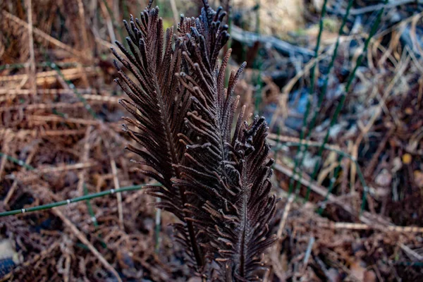 Surprisingly Fern Dries Dies Autumn — Stock Photo, Image