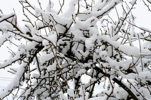 Invierno Primera Nieve Sobre Ramas Arbustos Árboles — Foto de Stock