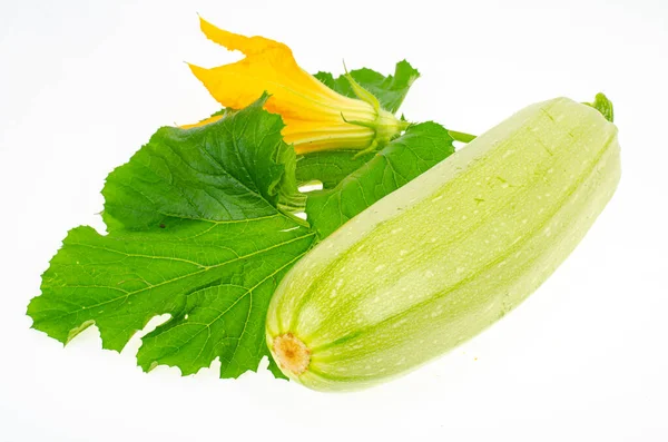 Gele Bloem Groene Courgettebladeren Witte Achtergrond Foto Van Studio — Stockfoto