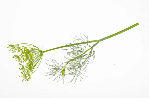 Fresh Dill Branches White Background Studio Photo — Stock Photo, Image