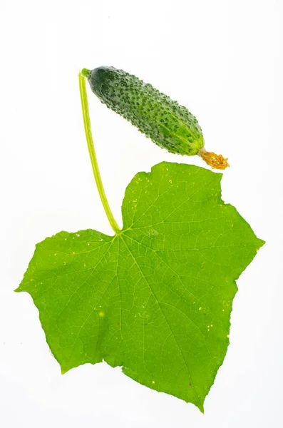 Groen Blad Fruit Van Verse Komkommer Geïsoleerd Witte Achtergrond Foto — Stockfoto