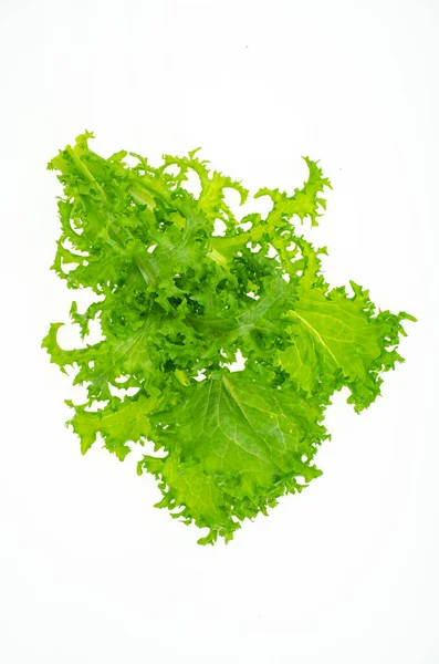 Fresh Green Frisee Lettuce Leaves Isolated White Background Studio Photo — Stock Photo, Image