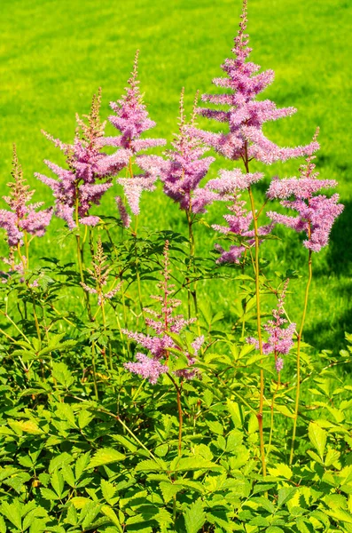 Delicadas Flores Astilbe Rosadas Esponjosas Con Hojas Verdes Estudio Foto —  Fotos de Stock