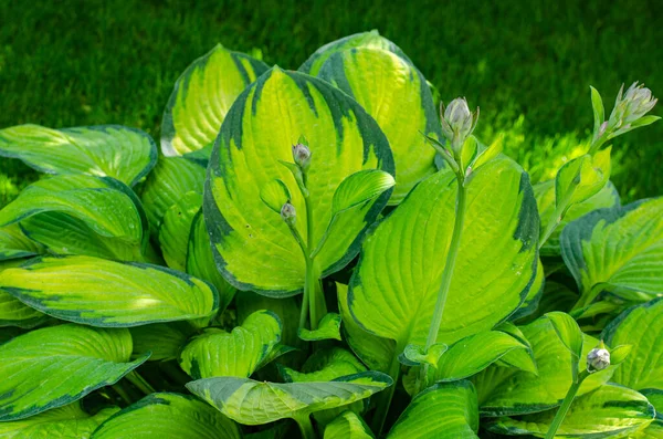 Hojas Flores Jardín Hosta Plantas Estudio Foto — Foto de Stock