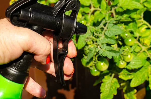 Spraying vegetables and garden plants with pesticides to protect against diseases and pests with hand sprayer.