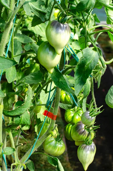Groene Onrijpe Tomaten Groeien Struiken Kas Foto Van Studio — Stockfoto