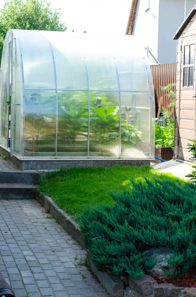 室内花园种植蔬菜的温室 — 图库照片