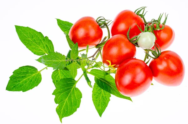 Ripe Red Tomatoes Branches Leaves White Background Close Studio Photo — Stock Photo, Image