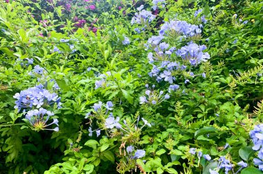 Çiçek arkaplan, doku, mor yeşil yapraklar, mavi çiçekler. Stüdyo Fotoğrafı