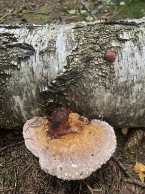 Mantar parazitleri Phellinus igniarius ormandaki ağaçlarda yetişiyor..