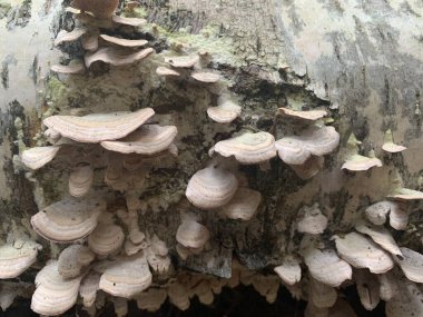 Mantar parazitleri Phellinus igniarius ormandaki ağaçlarda yetişiyor..