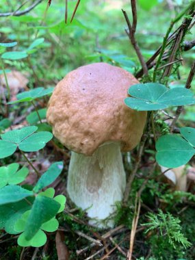 Yenilebilir tek bir vahşi orman mantarı toprakta yetişir..