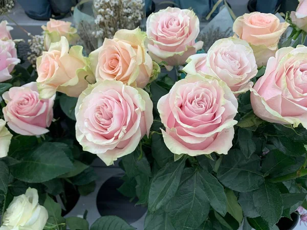 Frische Rosen Pastellfarben Schneiden Verkaufen Studioaufnahme — Stockfoto