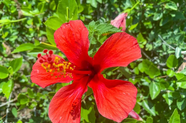 Arbusto Ornamental Con Flores Rojas Que Crecen Afuera Estudio Foto — Foto de Stock