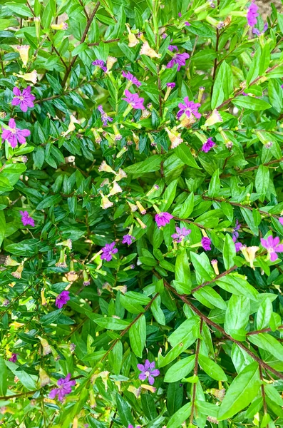 Цветочный Фон Текстура Зеленые Листья Фиолетовыми Голубыми Цветами Студия Фото — стоковое фото