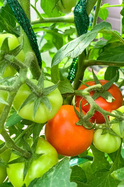 Groene Onrijpe Tomaten Groeien Struiken Kas Foto Van Studio — Stockfoto