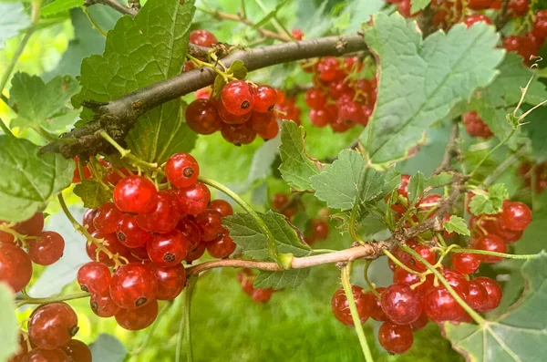 Ripe Red Currant Berries Hang Bush Green Leaves Studio Photo — Stock Photo, Image