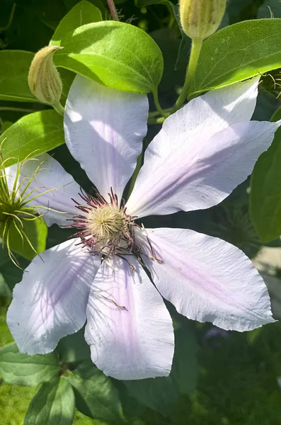 Blüten Der Garten Clematis Auf Grünem Strauch Studioaufnahme — Stockfoto