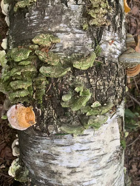 Παράσιτα Μυκήτων Phellinus Igniarius Που Αναπτύσσονται Δέντρα Στο Δάσος — Φωτογραφία Αρχείου