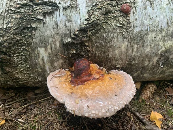 Mantar Parazitleri Phellinus Igniarius Ormandaki Ağaçlarda Yetişiyor — Stok fotoğraf