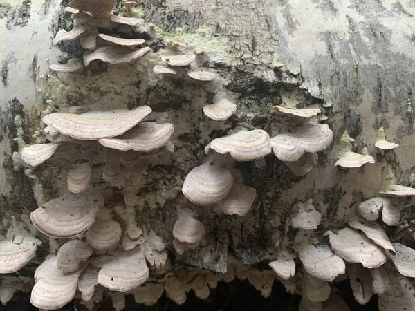 Champignons Parasites Phellinus Igniarius Poussant Sur Les Arbres Forêt — Photo