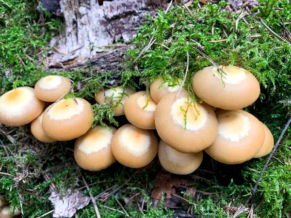 Champiñones Kuehneromyces Mutabilis Creciendo Árboles Troncos —  Fotos de Stock